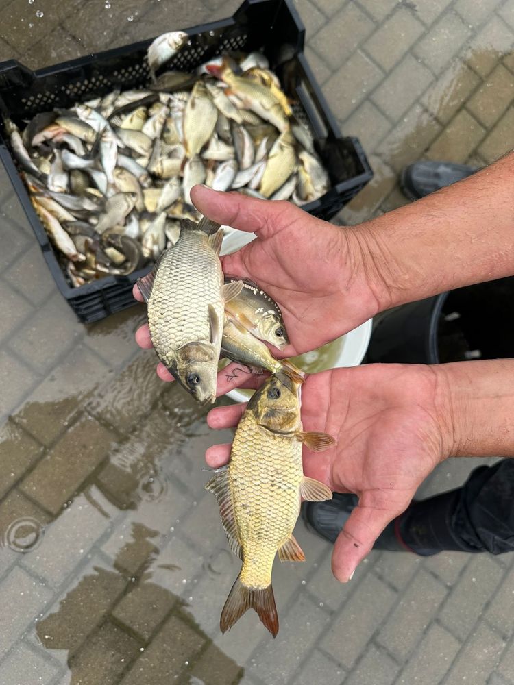 Puiet Crap romănesc si Cteno (teb)