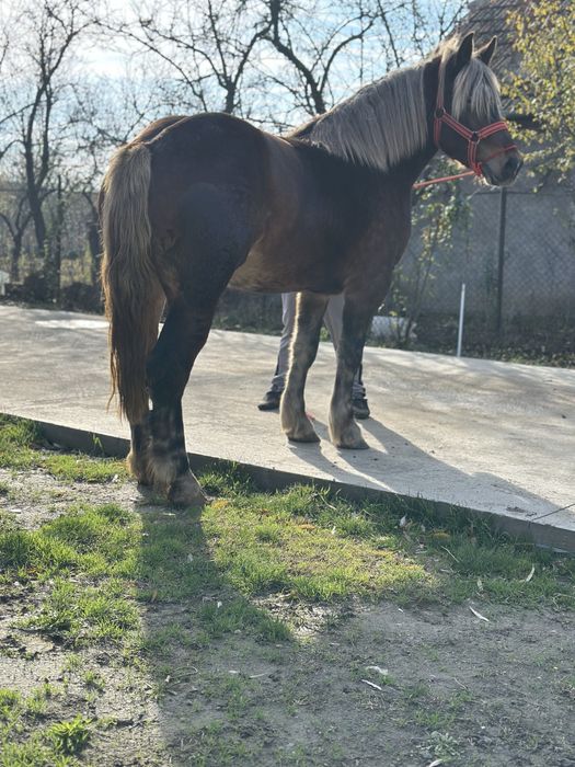 Mânza de 2,5 ani 172 inaltime