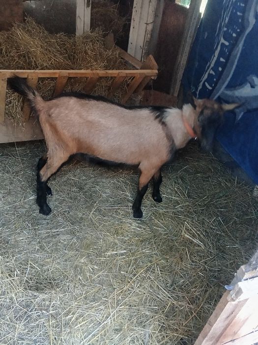 Vând un țap de alpin francez 7 luni original