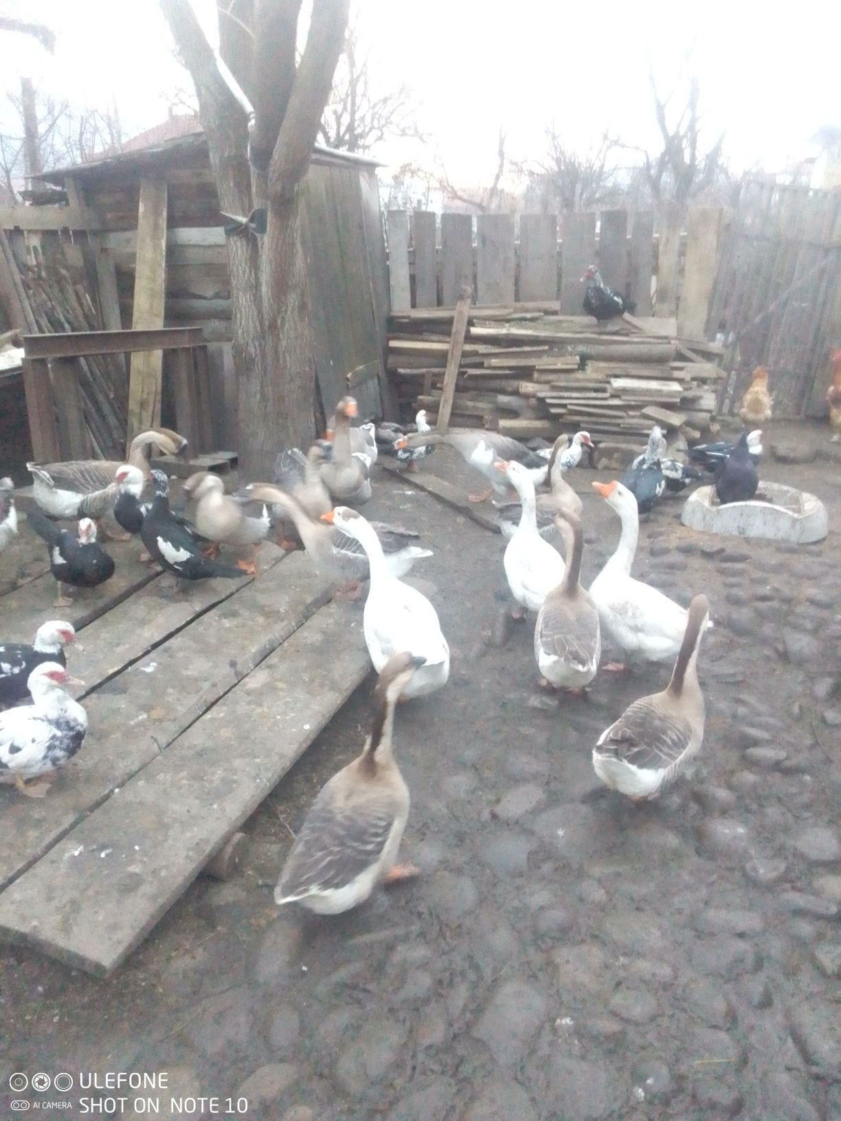Găște leșești mute.avem și. Ouă