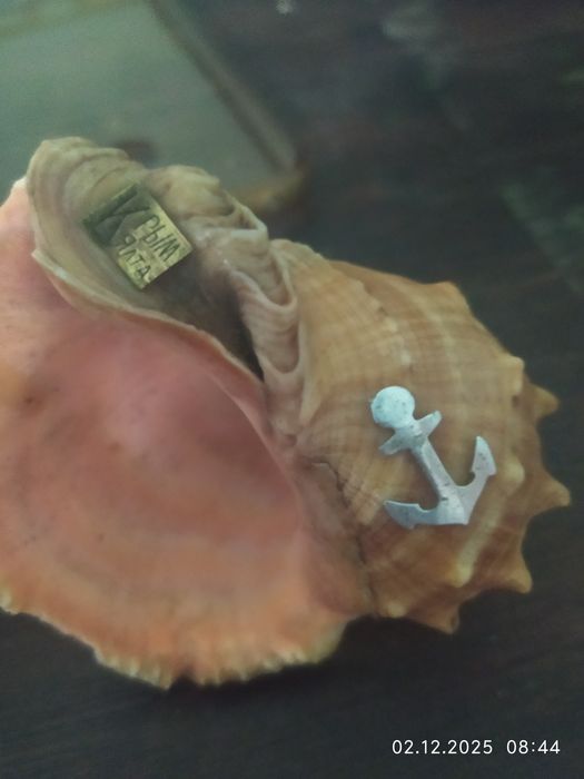 Продам кораллы и ракушки.