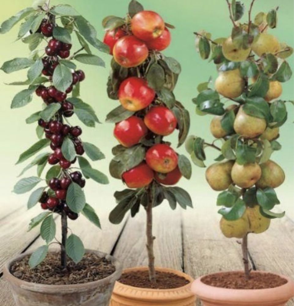 Pomi fructiferi columnari calitate superioară