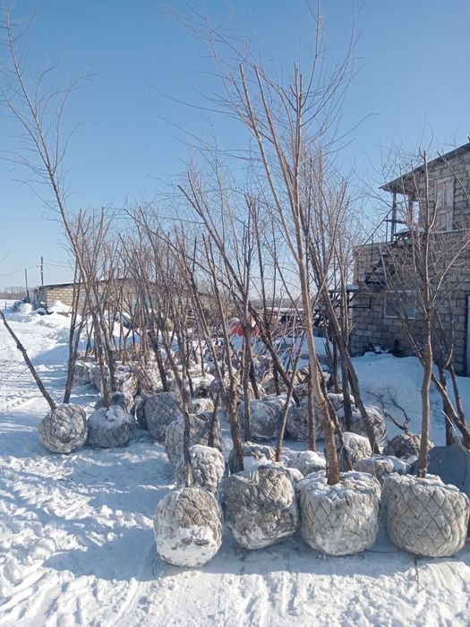 Посадка крупномерных деревьев, Актау