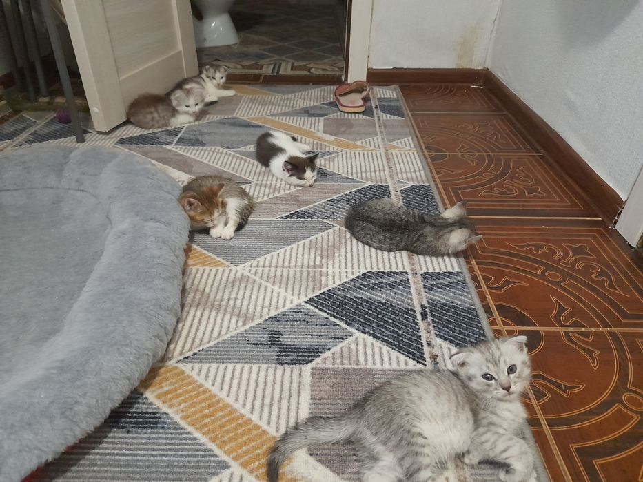 Отдам  котята  породы