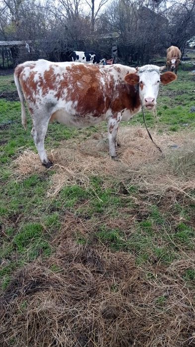Vând două vaci gestante