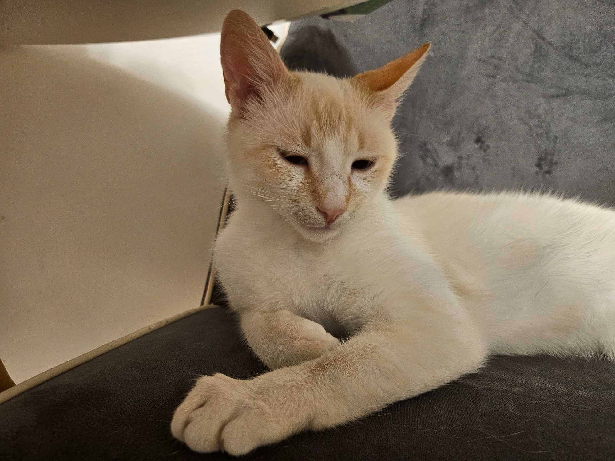 Pisoi Disponibil pt adoptie