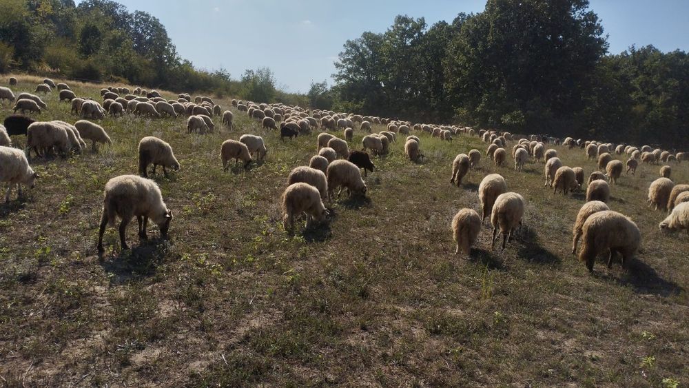 Vând țapi,berbeci sau iezi