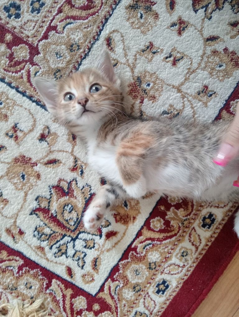 Отдам котят  в хорошие руки, могу привезти.