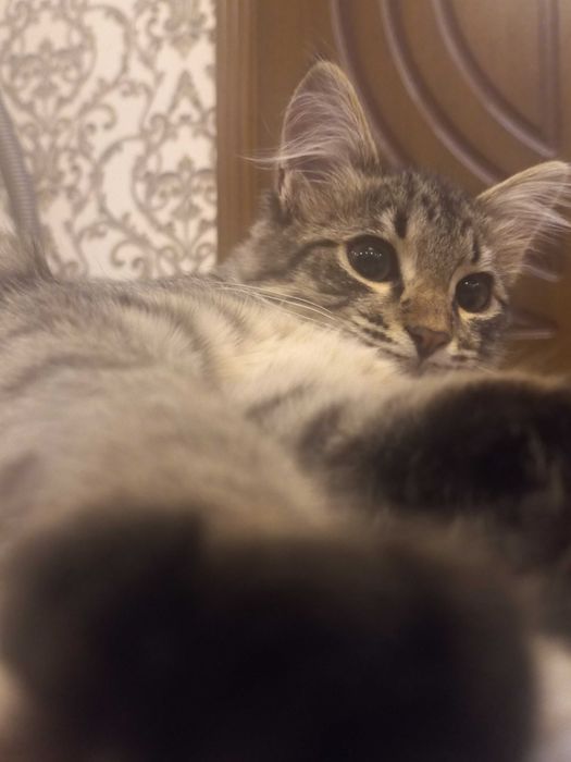 Отдается кошечка в добрые руки