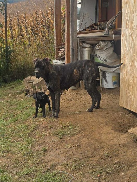 Femela cane corso