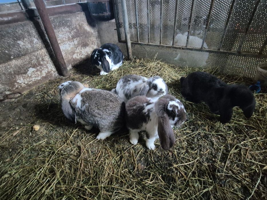 Vând iepuri berbec german