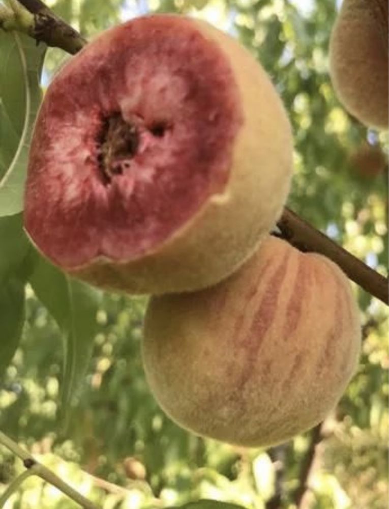 Lomi fructiferi soiuri deosebite si rare