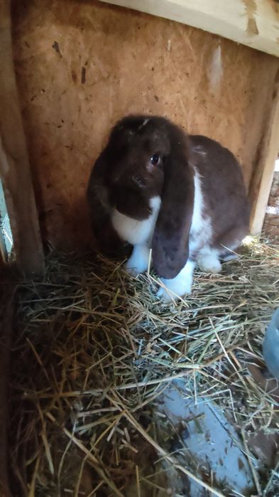 Iepuroaica berbec german