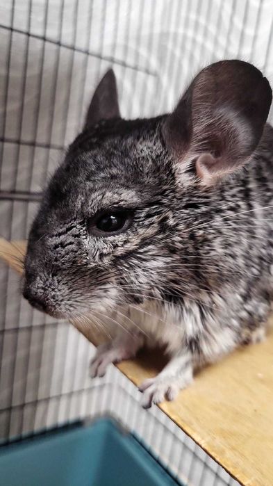 Шиншила мальчик ищет подругу