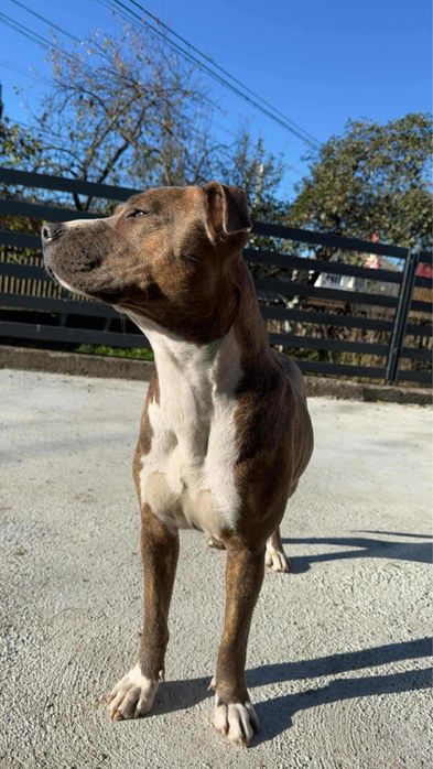 Femelă Amstaff, 1 an și 7 luni — acte și vaccinuri la zi