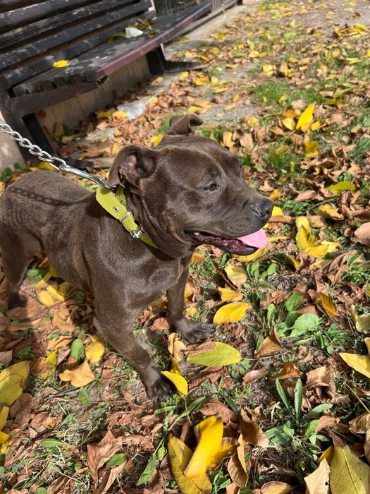 Adoptă o cățelușă Staffi ciocolatie, iubitoare și cuminte