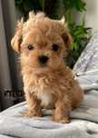 Maltipoo mini toy