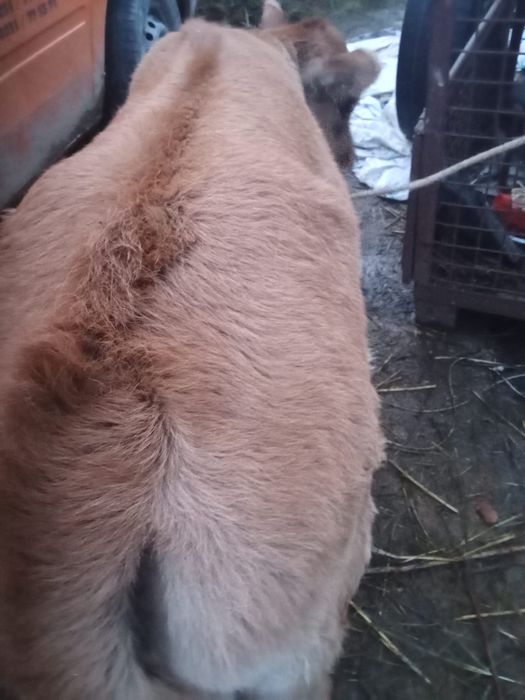 Vand 3 vitele deosebit de frumoase