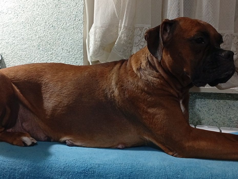 Щенки немецкого боксёра