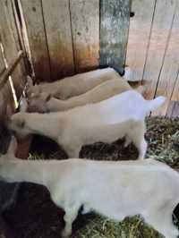 Țăpisori disponibil din capră buna de lapte