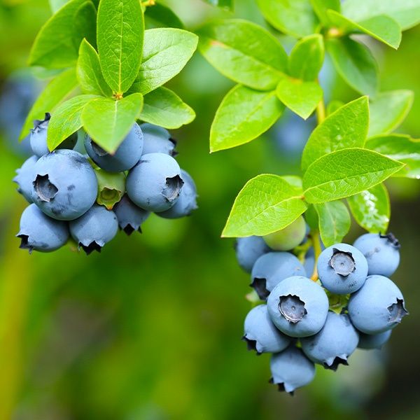 Боровинка (Синьо Злато)/Vaccinium Blue gold