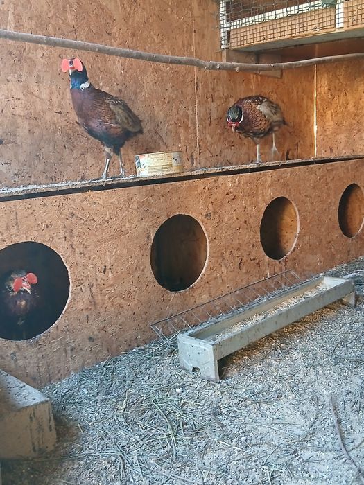 Fazani tineri din 2025