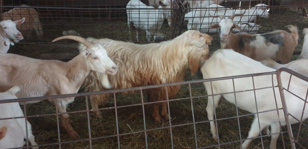 Țap de rasă alb de banat