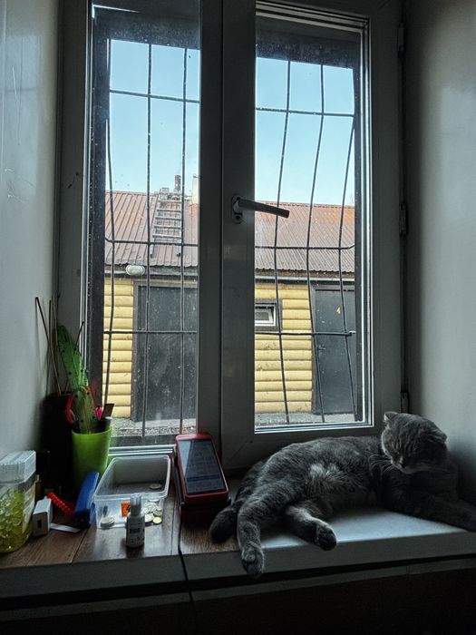 Продам кошек пародисты британка и шотланец