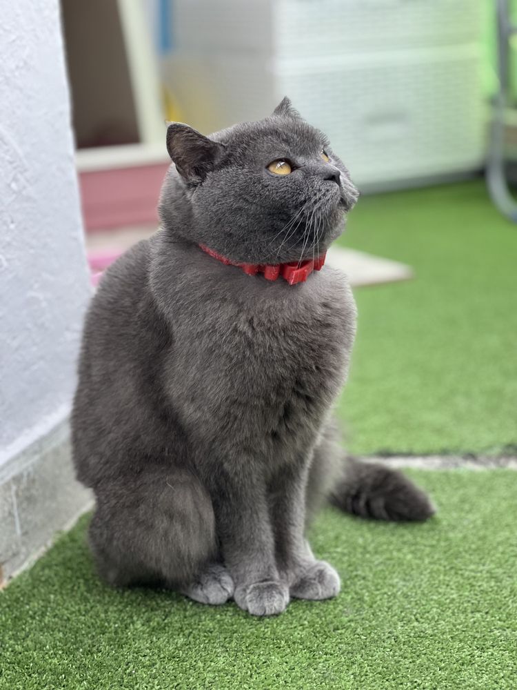 Pisica British shorthair blue