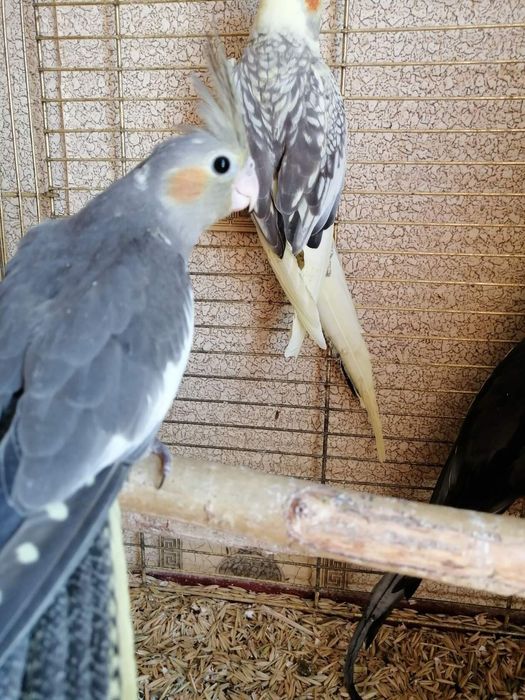 Продам попугаев нимфа-кореллы выкормыши 1 месяц