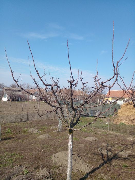 Toaletare pomi fructiferi