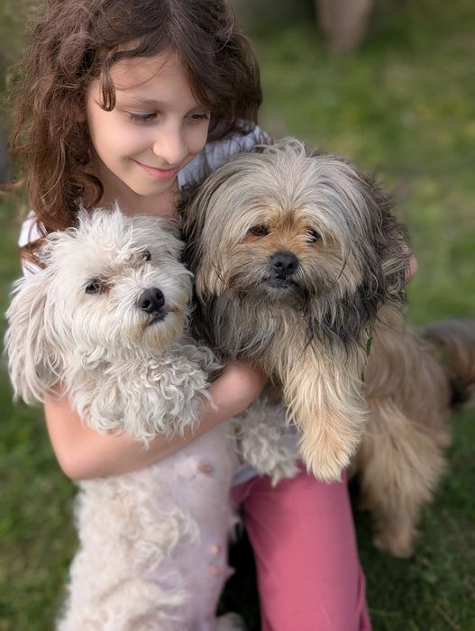 Donez căței bichon cu părinți cu tot