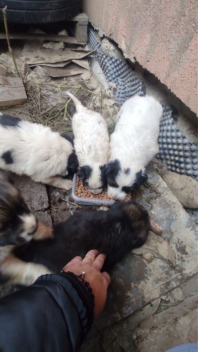 caței spre adoptie
