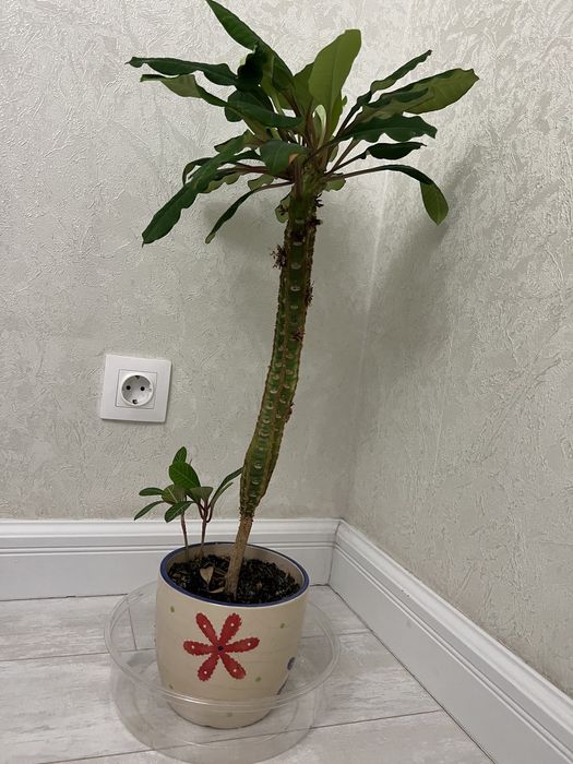 Комнатное растение для дизайна