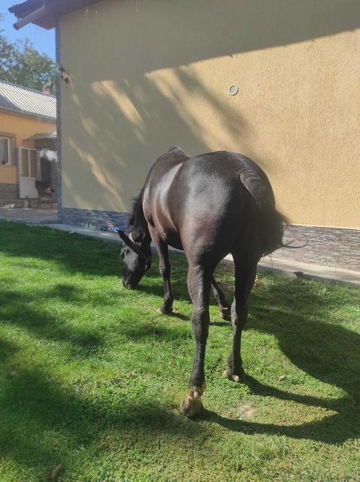 Cal de vânzare castrat!