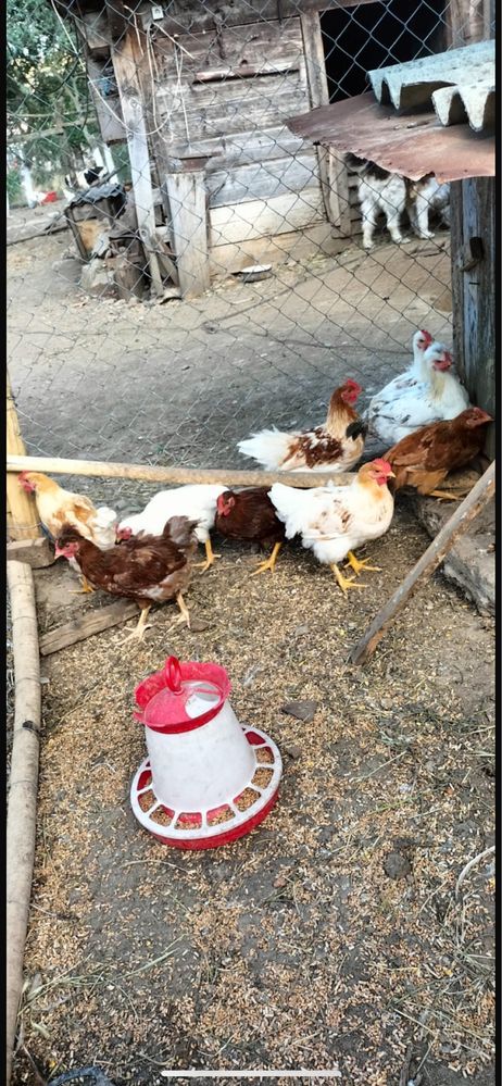 vand cocoșei de casa crescuți  in gospodarie