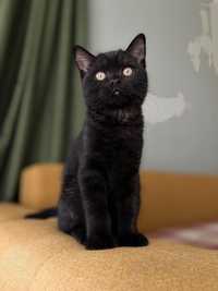 Чистокровный британский котенок в редком окрасе