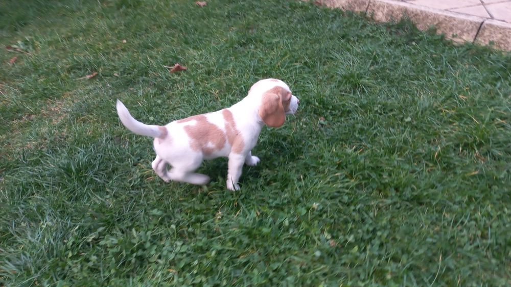 Бигъл Чистокръвни лимонени бигълчета