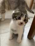 Scottish fold baietel