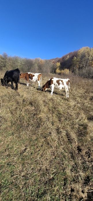 Vând vitei de 5 luni