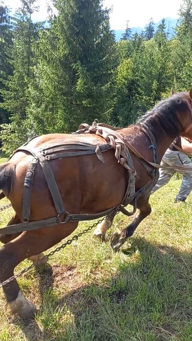 De vanzare sau schimb cu atv manz de 2 ani