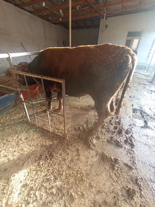 Buqa sotiladi jasadi katta