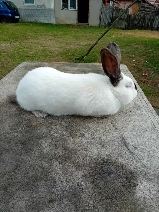 Uriaș de Transilvania tineret si adulți