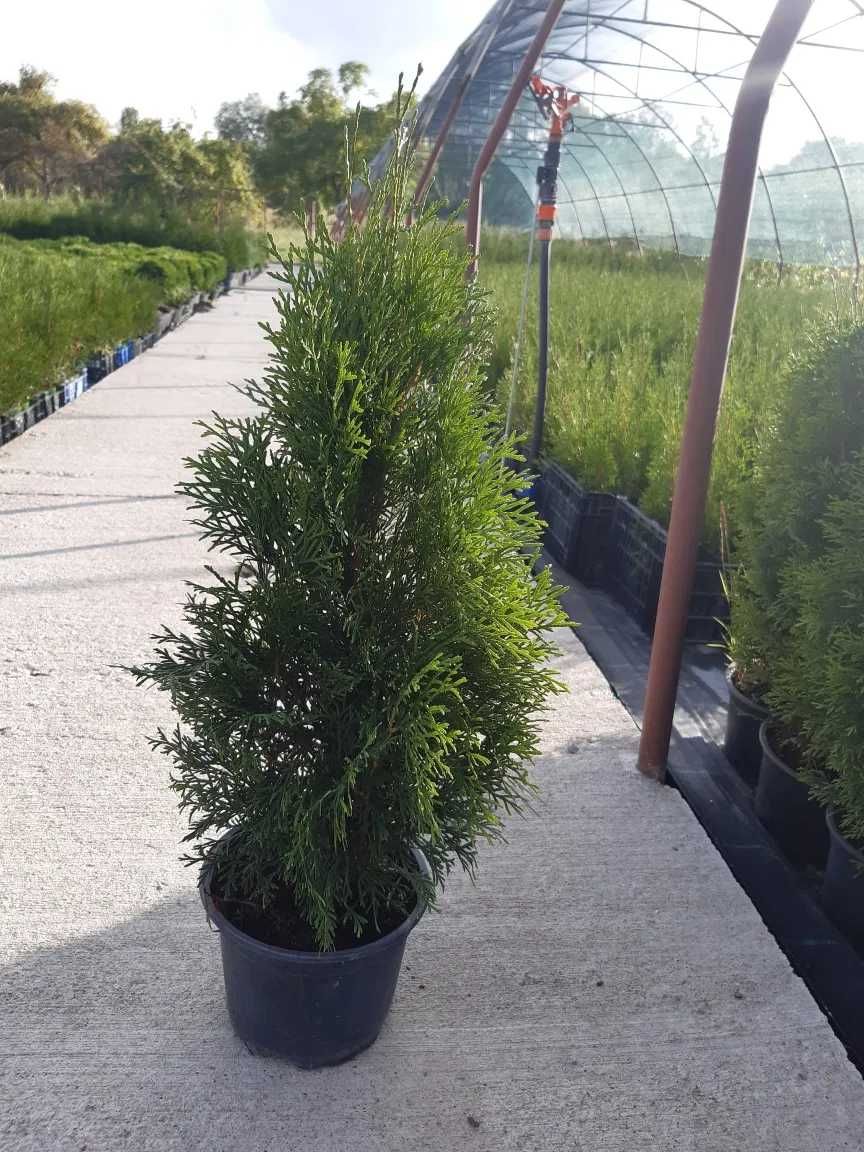 Vindem Tuia Smaragd, Leylandii, Buxus, Mesteacan, Artar Japonez!