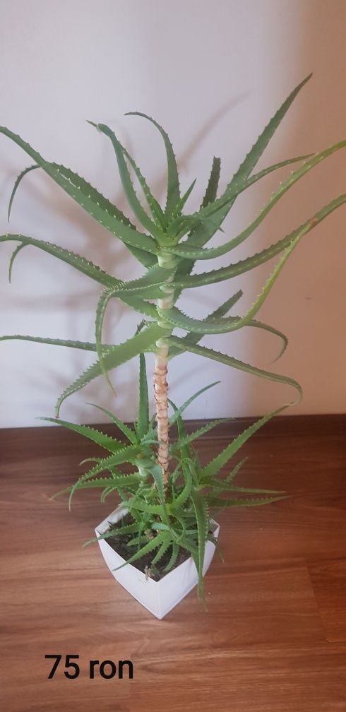 Aloe vera, specia Barbadensis si Arborescens