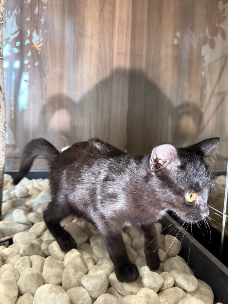 Ласковый котенок, 3 месяца