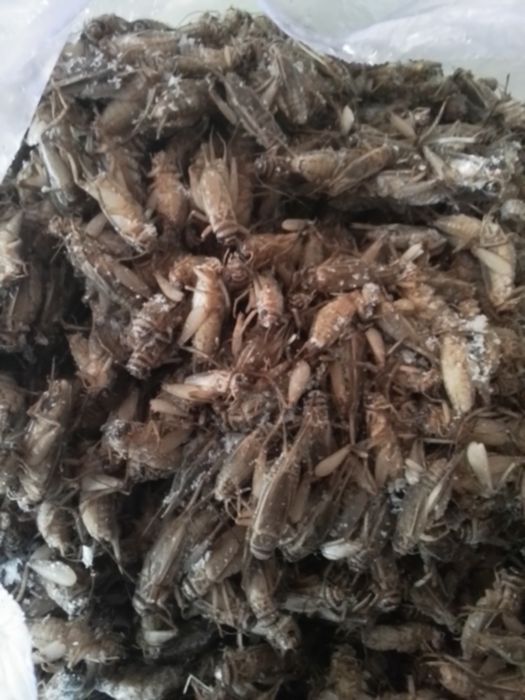 Замороженные Сверчки