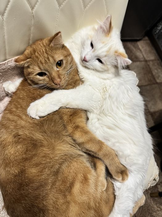 Отдам в добрые руки