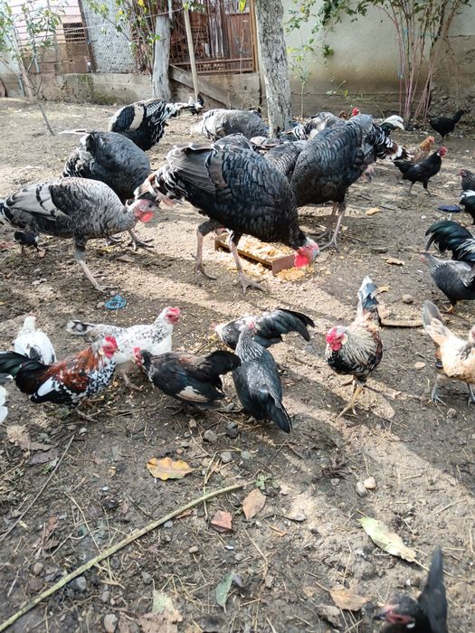 Vând găini pitice și curci