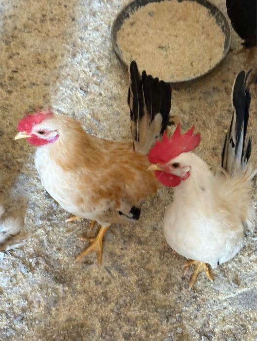 Vand gaini si cocosi pitici!